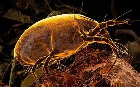 Anergis develops an allergy vaccine for patients with house dust mite allergy