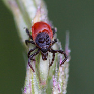 Bactérie de la maladie de Lyme : un produit « dopant » pour les tiques