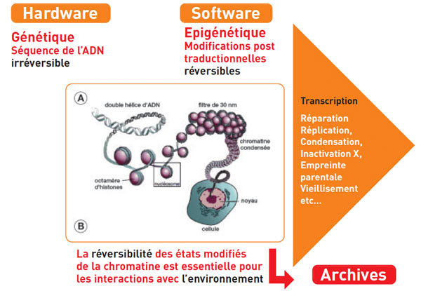 Quel est le véritable rôle de l’épigénétique sur la fonction du génome humain