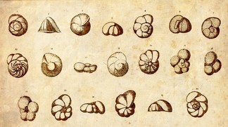 L’histoire du climat rectifiée par un infime phénomène biologique ?