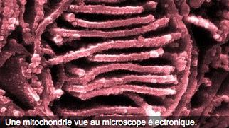 Des maladies orphelines dans le viseur