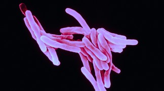 Tuberculose, l’antibiotique à double-effet