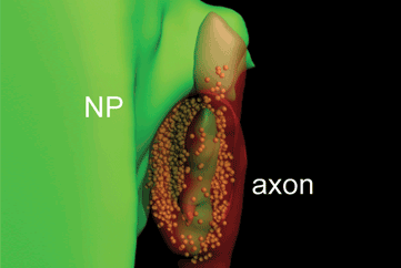 Les cellules souches neuronales sous contrôle