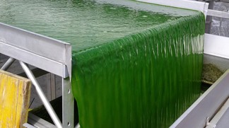 De la biomasse au biogaz: les algues ouvrent la voie rapide