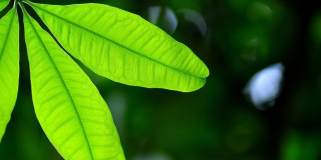 Des chercheurs créent des plantes bioniques