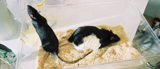Les lipides seraient des “drogues dures” pour le cerveau