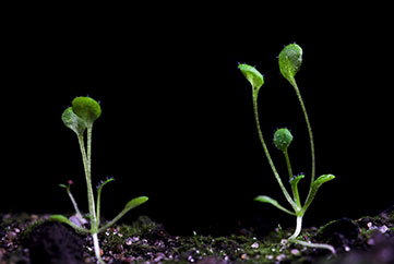 Plantes: une course au soleil orchestrée par des talents d’ingénieur