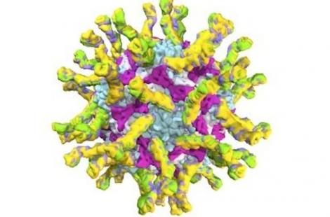 Polio : une souche mutante mise en évidence