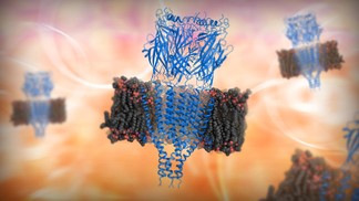 Comment passe le courant: un neurorécepteur en 3 dimensions