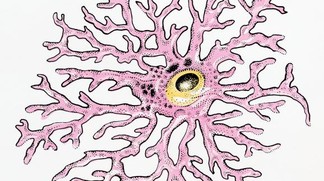 La mémorisation est boostée par le lactate