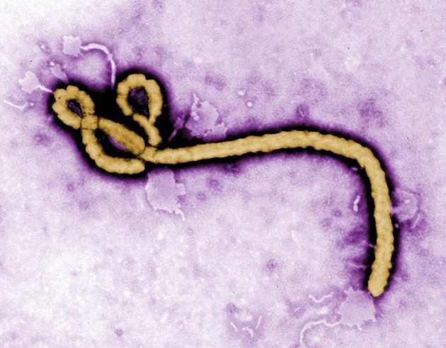 Un vaccin contre le virus Ebola est «à portée de main»