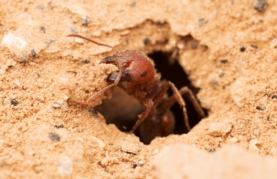 Et si les fourmis nous donnaient un coup de main pour absorber le CO2 et lutter ainsi contre le réchauffement climatique ?