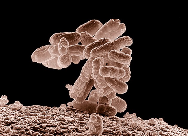 Un virus inconnu présent chez un humain sur deux