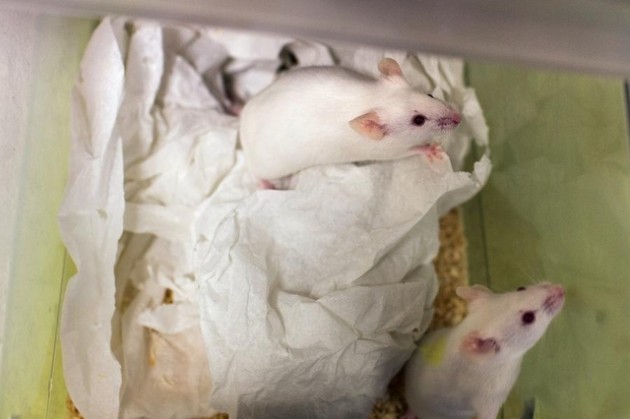 Des chercheurs de l’EPFZ guérissent des souris de l’arthrite