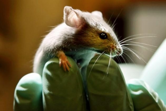 Un gène commun du diabète chez la souris et l’homme