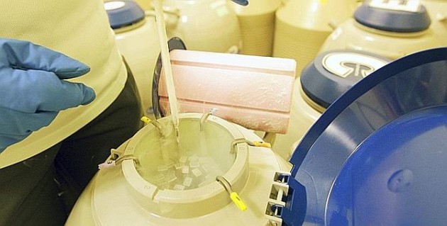 Pour faire carrière, les femmes devront-elles congeler leurs ovocytes?