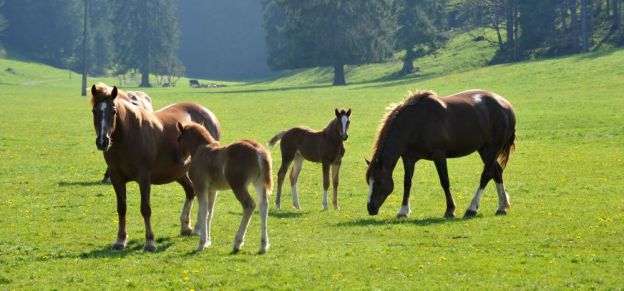 L’EPFZ découvre un nouvel antibiotique dans du crottin de cheval