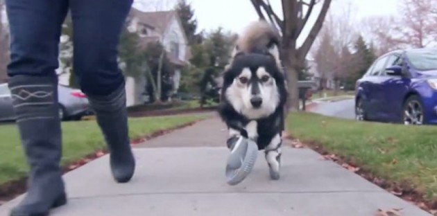 Des prothèses pour chien handicapé grâce à une imprimante 3D