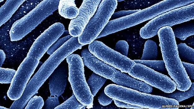Des bactéries dans nos intestins sont millénaires