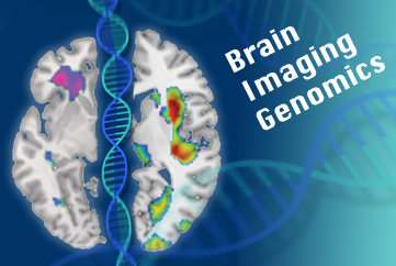 Du gène au comportement: le cerveau des personnes à risque pour l’autisme et la schizophrénie sous la loupe des chercheurs