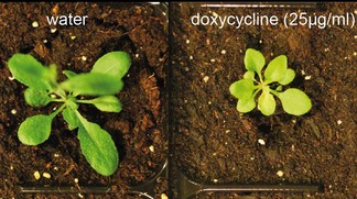 Utilisation massive d’antibiotiques: conséquences environnementales