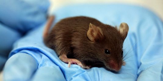 Des chercheurs ont rallongé d’un tiers la vie de souris