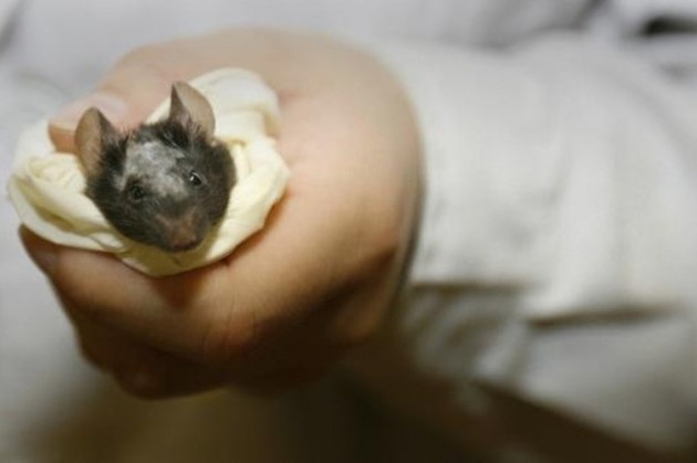 Des chercheurs bernois rendent la vue à des souris