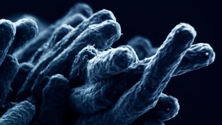 Comment la bactérie de la tuberculose se joue du système immunitaire