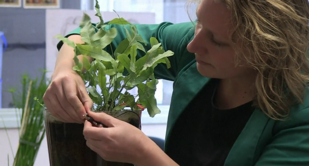 Quand les plantes d’eau produisent du courant