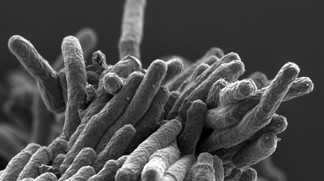Un antiacide pour soigner la tuberculose