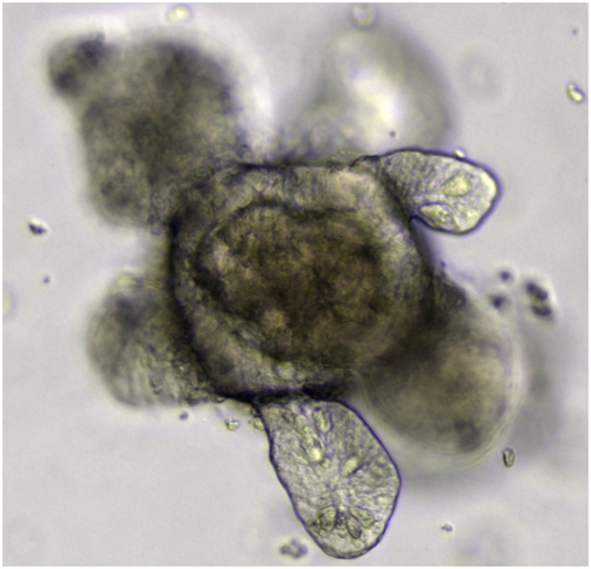Des mini-organes cultivés in vitro