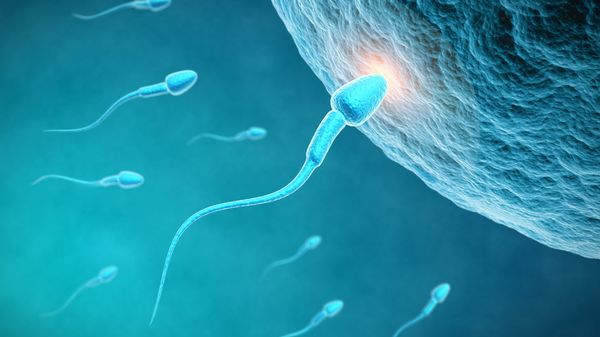 Des spermatozoïdes in vitro pourraient résoudre l’infertilité des hommes