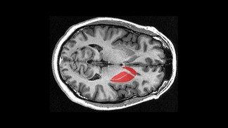 A la source des actions dans le cerveau…
