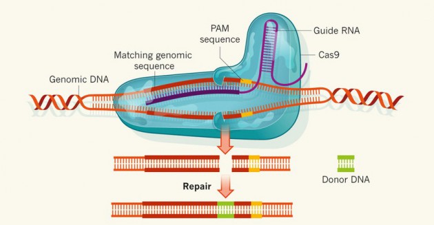 Vertex pays $105M to kick off gene editing pact with CRISPR Therapeutics