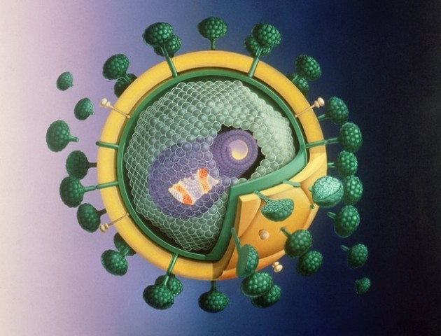 Un vaccin prometteur contre le VIH