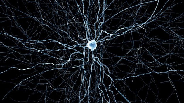 Blue Brain et le Allen Institute créent des neurones virtuels