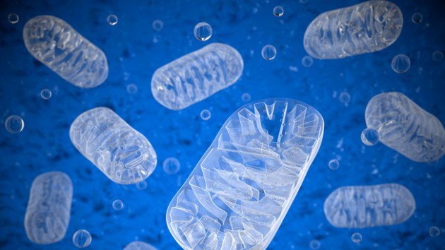 Des organes qui ne vieillissent plus grâce à une vitamine