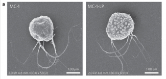 Canadian researchers combine biology and magnetics to create anti-cancer nanorobots