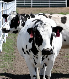 Cows engineered with human genes could stop our next disease outbreak