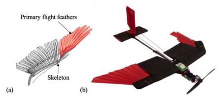 Copier les ailes des oiseaux pour rendre les drones plus agiles