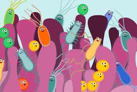 Les microbes dans l’intestin ont des répercussions dans le cerveau