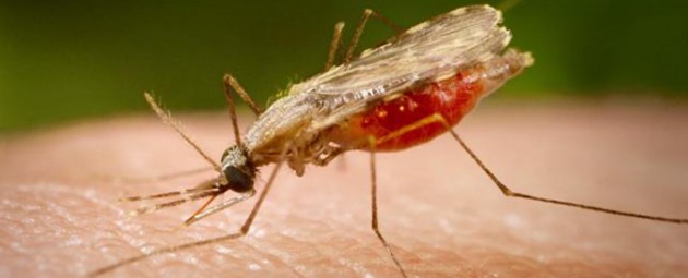 Le plus mortel des parasites de la malaria modélisé
