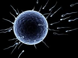 Fertilité: la quantité de spermatozoïdes a chuté dans les pays occidentaux