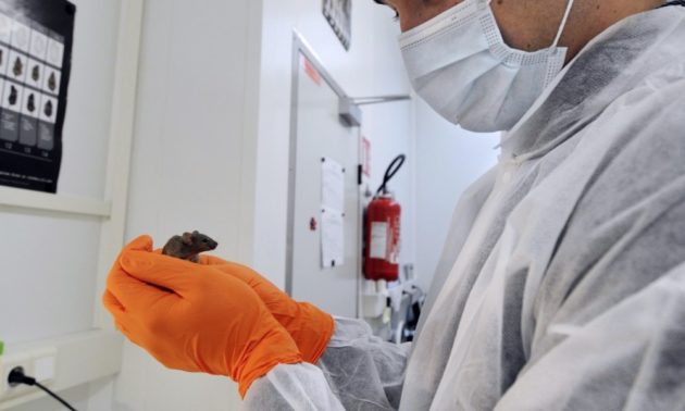 Cette biotech suisse croit aux vers comme cobayes à la place de souris