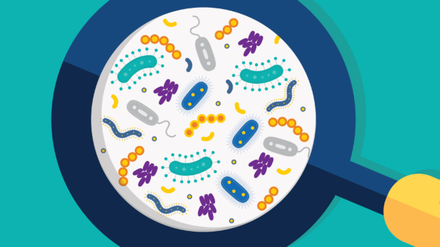 Microbiome : un projet du FNS ouvre des pistes sur le traitement de l’obésité