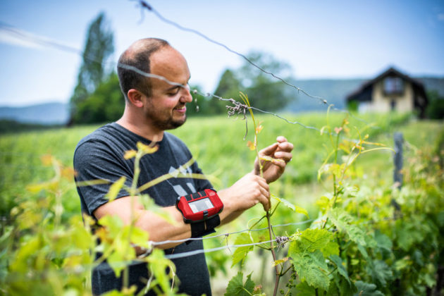 Une innovation suisse pour un vignoble connecté