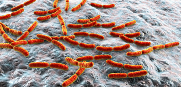 Manica Balasegaram: «Les bactéries multi-résistantes sont tout aussi menaçantes»