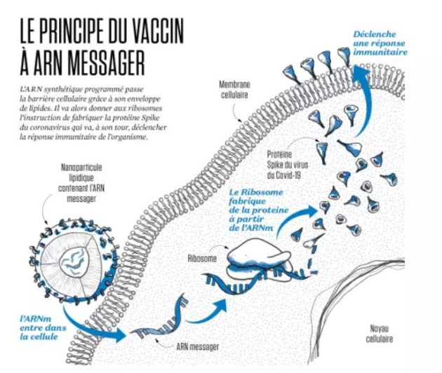 Quand la pharma suisse boudait l’ARN messager