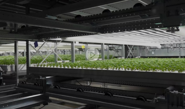 Agritech : Première récolte de basilic issu de l’agriculture verticale
