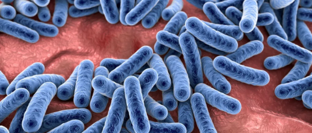 Notre flore intestinale a désormais son coffre-fort suisse